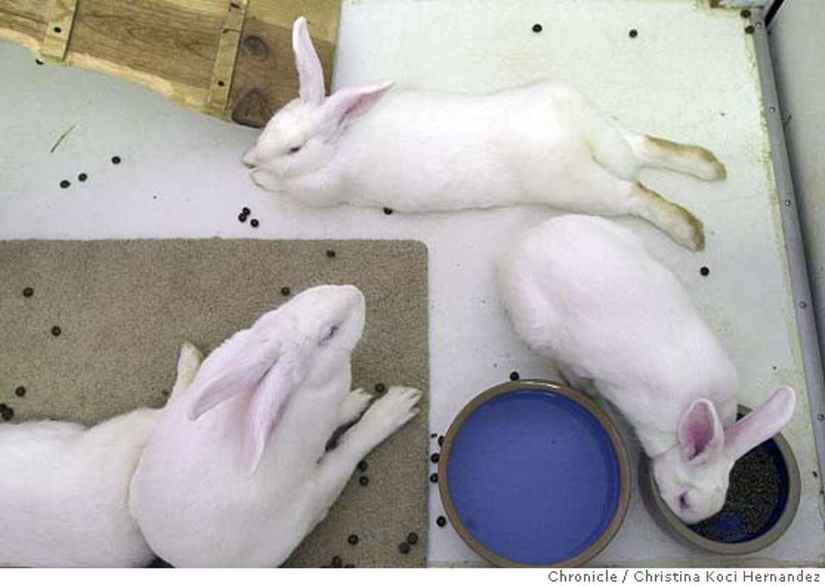 RICHMOND / Lucky kicks back at bunny shelter / Rabbit relaxes while ...