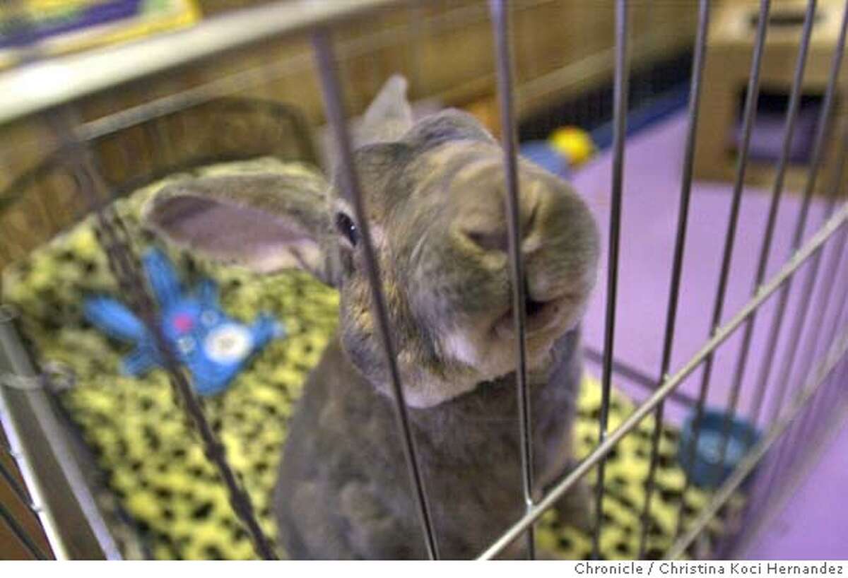 RICHMOND / Lucky kicks back at bunny shelter / Rabbit relaxes while