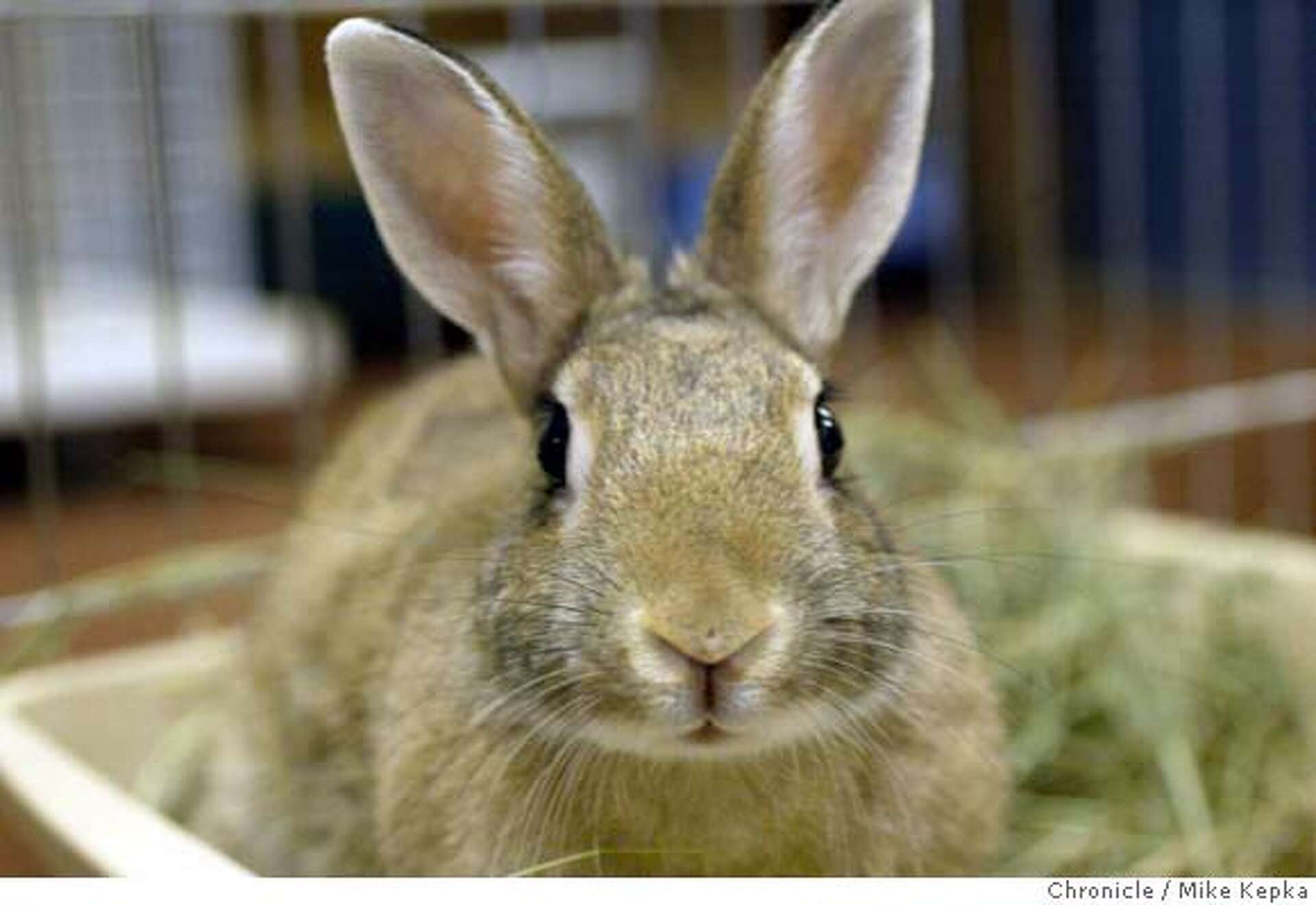 CASTRO VALLEY / Lucky bunny escapes explosive demise / Huge firecracker ...