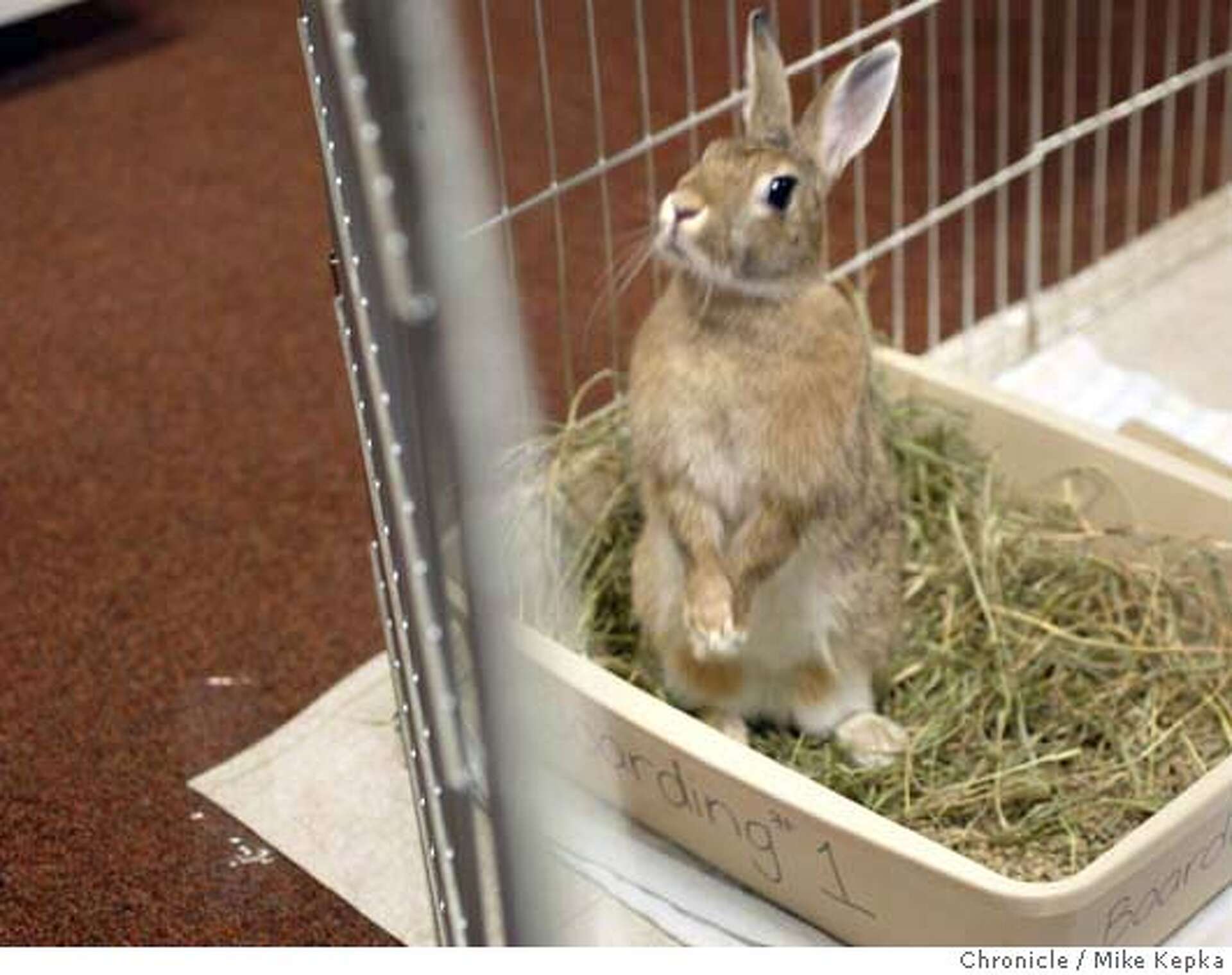 CASTRO VALLEY / Lucky bunny escapes explosive demise / Huge firecracker ...