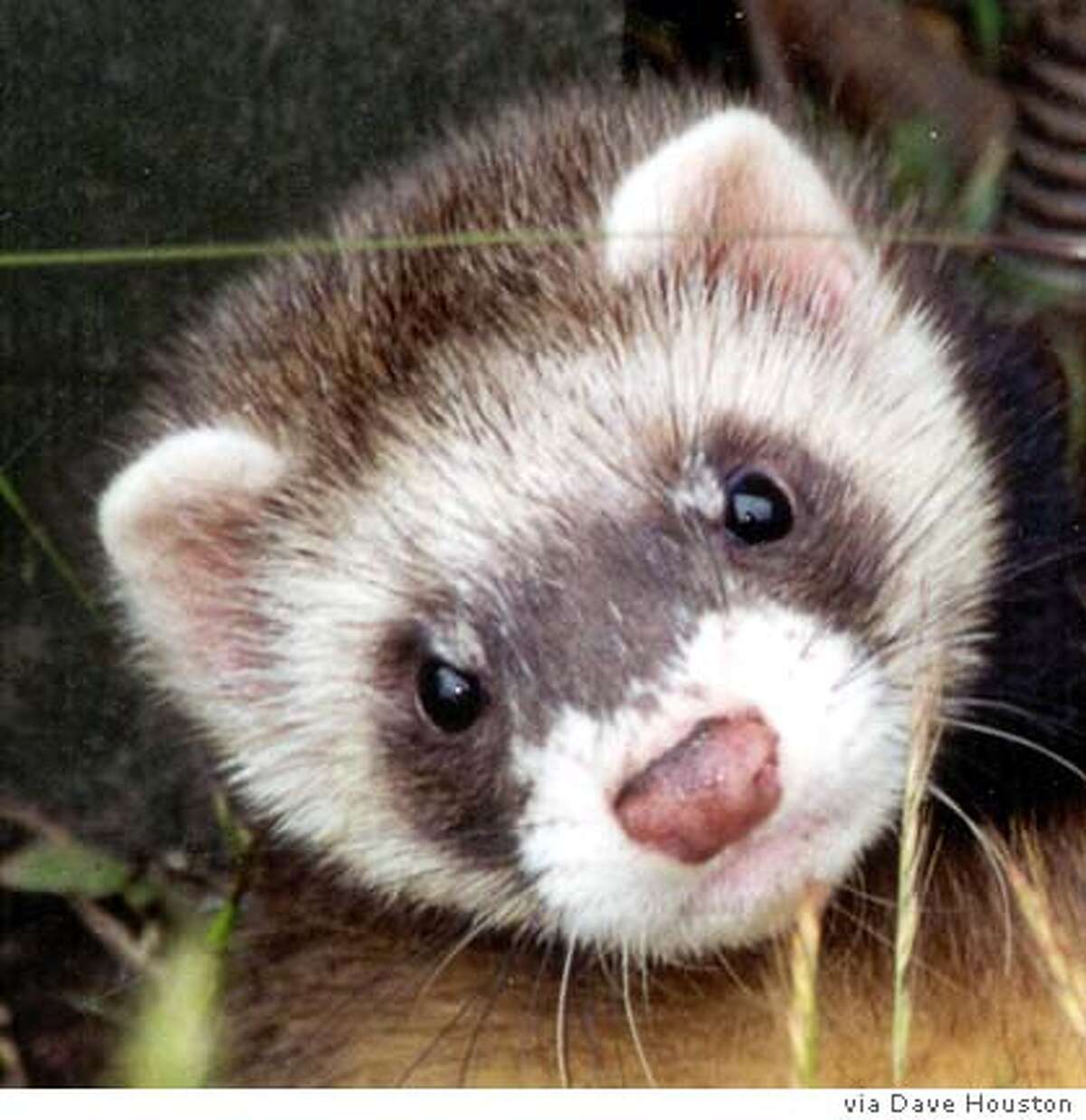 Ferrets Kill Penguins In New Zealand