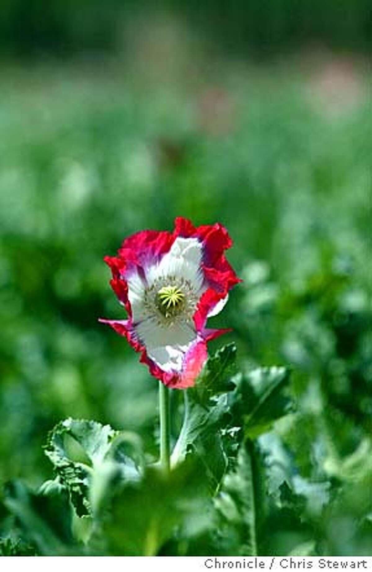 Afghans Depending On Poppies Largest Opium Harvest In Countrys History