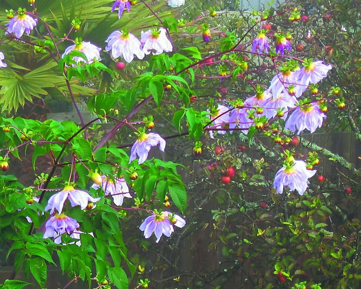 How to prune a tree dahlia