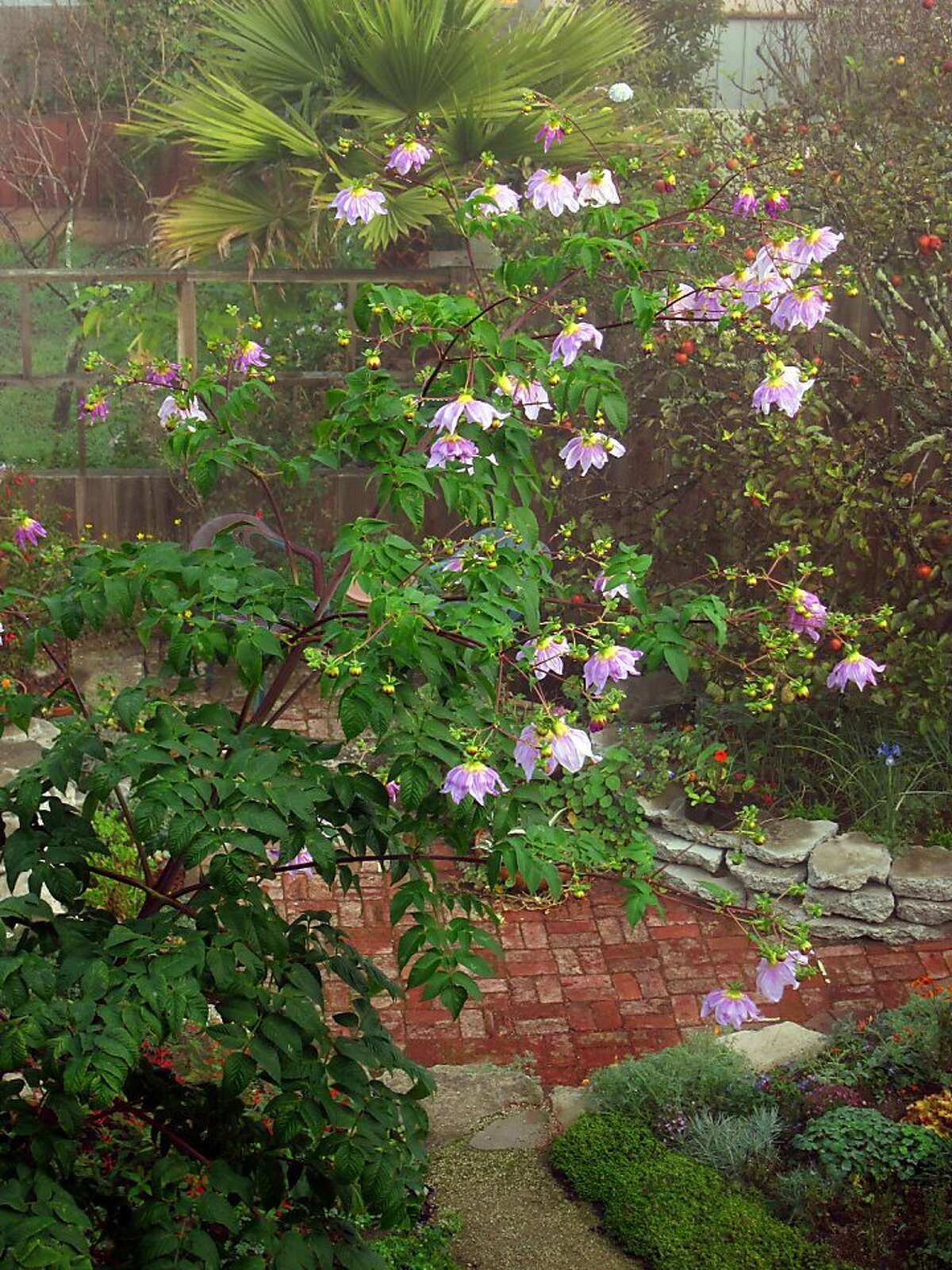 How to prune a tree dahlia