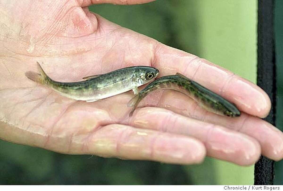 Coho salmon populations decline despite human efforts