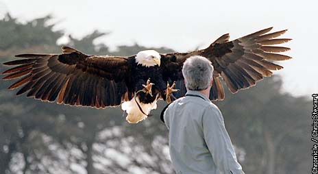 Bald Eagle - San Francisco Zoo & Gardens