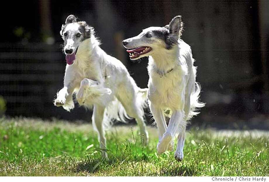 Silkens The Making Of A New Breed Of Dog Sfgate