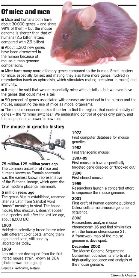 OF MICE AND MEN / Striking similarities at the DNA level could aid ...