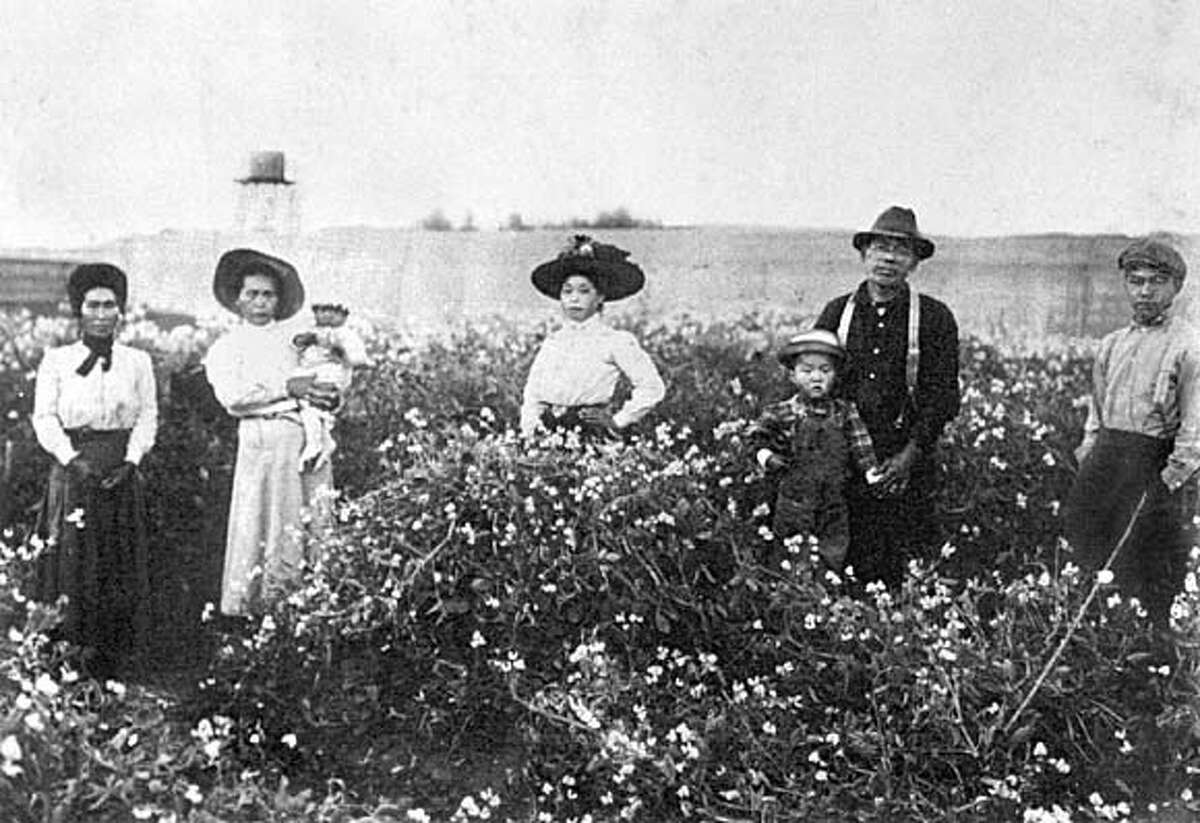 Ancestral Odyssey / Book Lets Japanese Americans Tell Their Stories Of ...