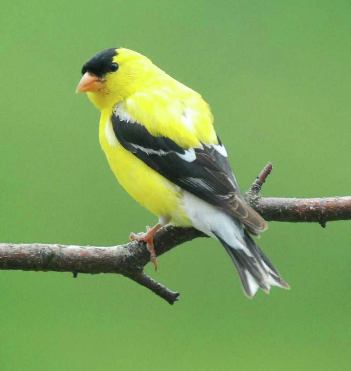 American Goldfinch Winter Female