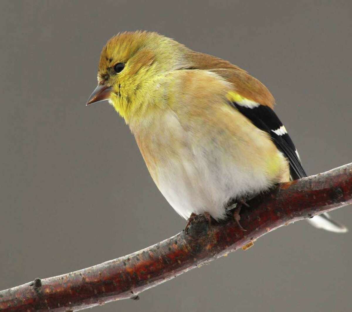 Change of feather helps goldfinches stay together