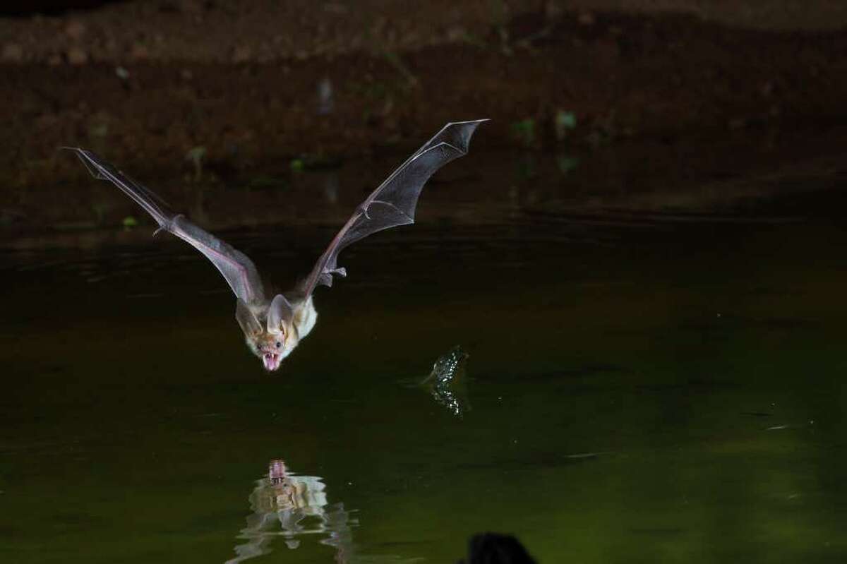 Bats are a vital part of a healthy eco-system. The United Nations has designated 2011-2012 the International Year of the Bat. This pallid bat swoops down for a drink of water over a pond in Arizona at night. Photo Credit: Kathy Adams Clark. Restricted use.
