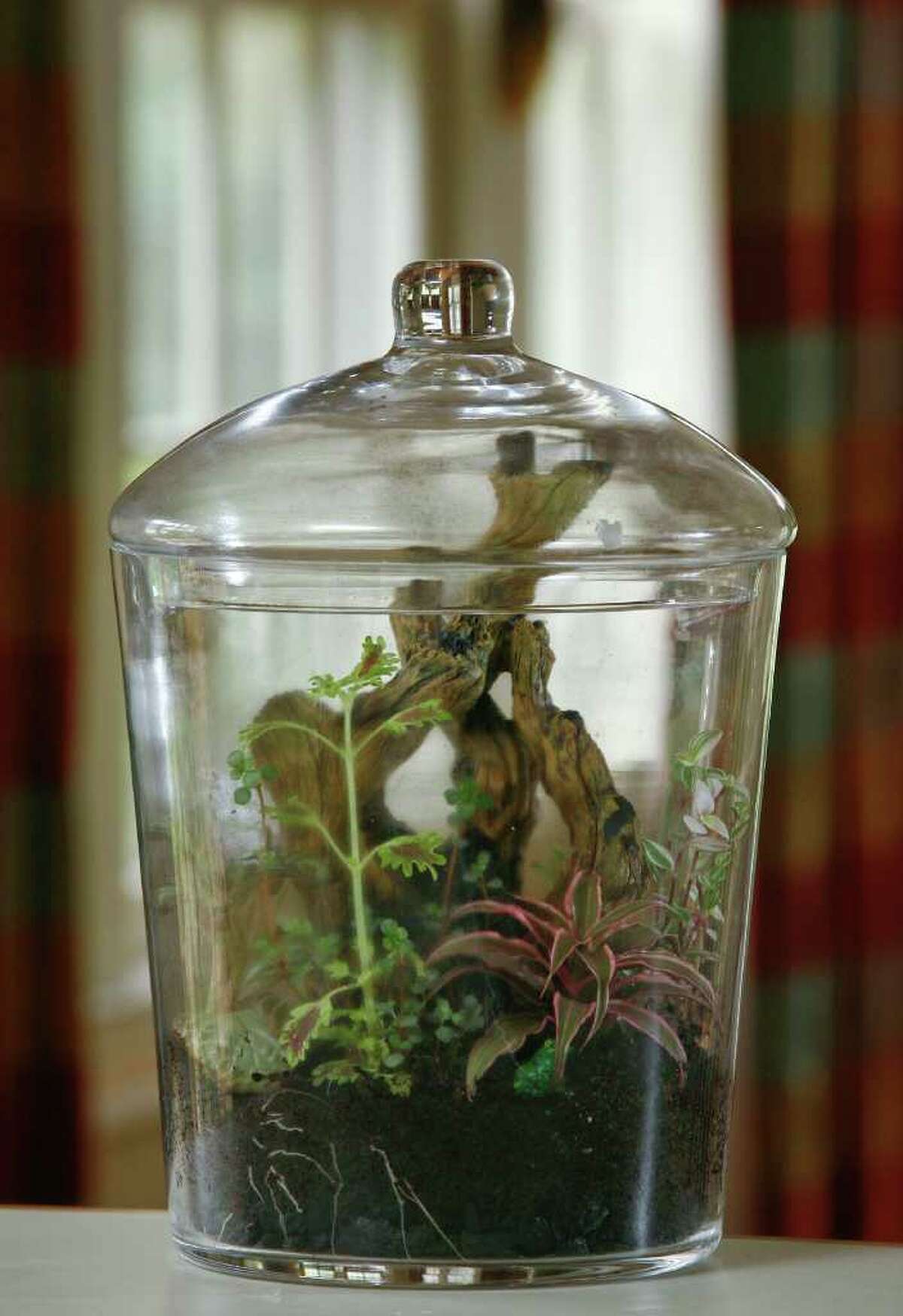 Lynn Huber's woodsy terrarium scene includes ducksfoot coleus, chocolate plant, pilea, earth star, selaginella, aquarium wood and a miniature frog.