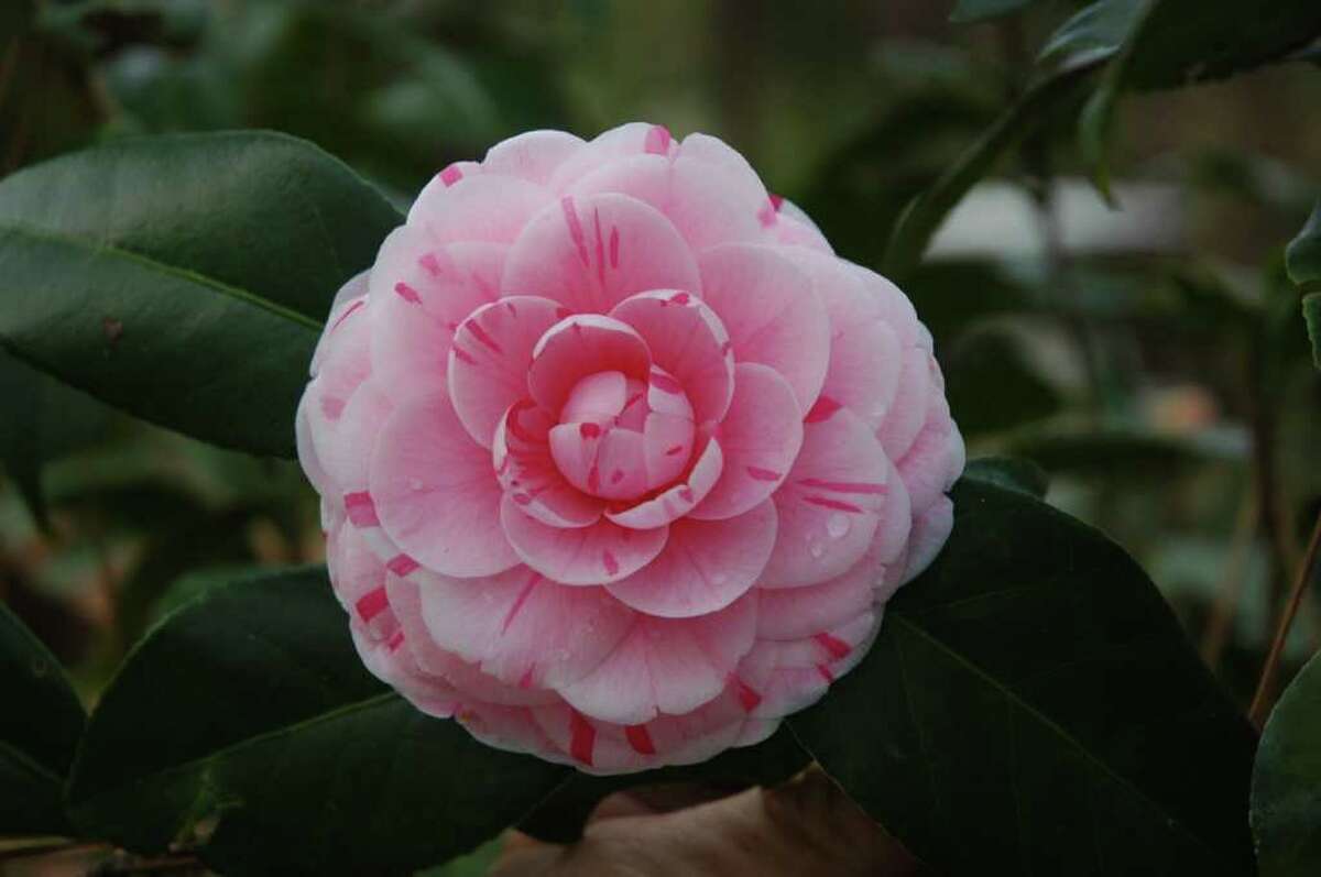 Discovering Versatile And Resilient Camellias