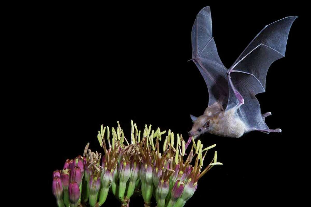 Bats are beneficial to humans