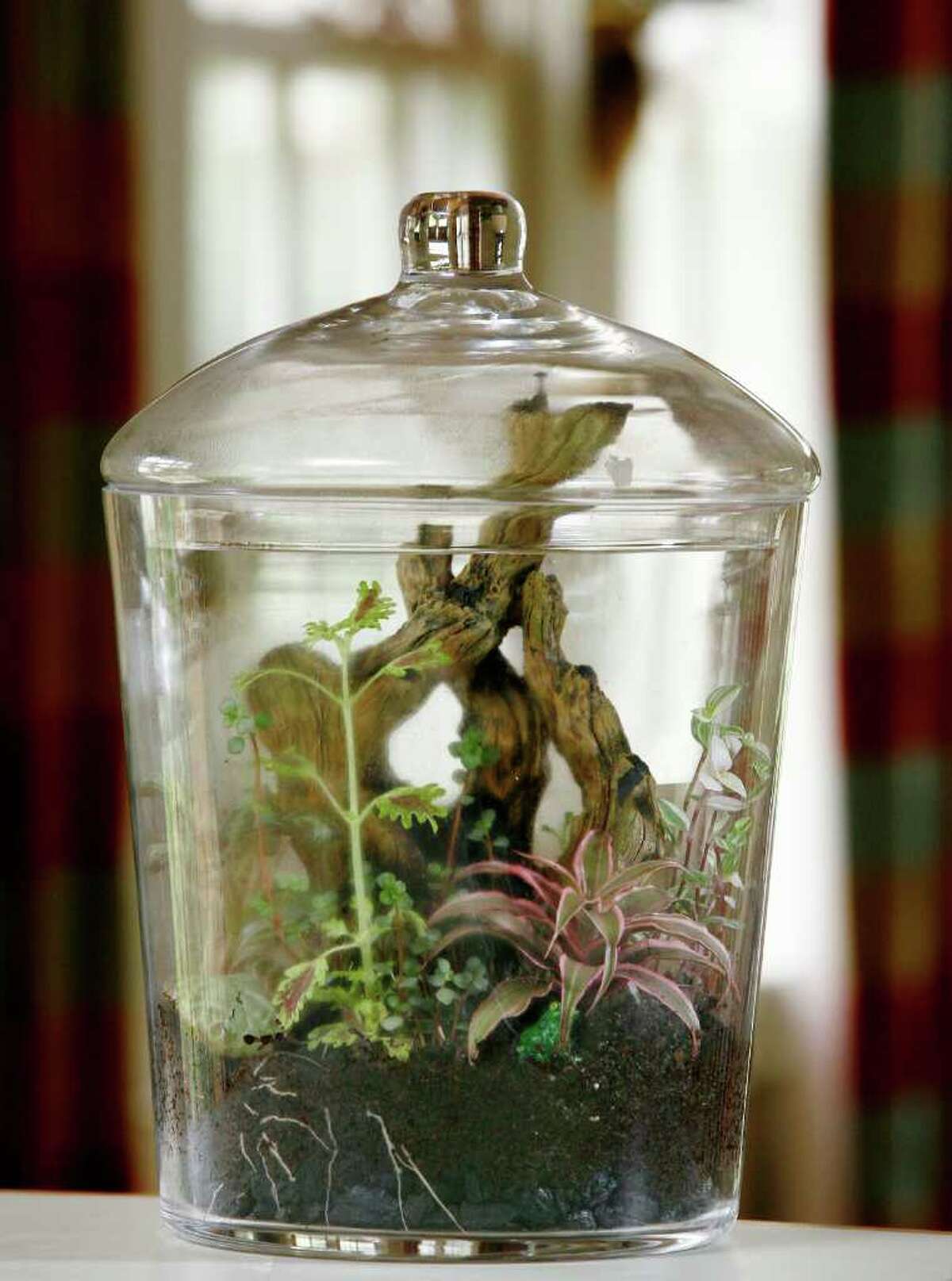 Terrariums Miniature gardens under glass