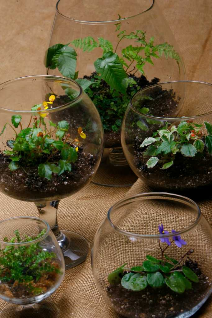 The Best Terrarium Plants for Miniature Gardens Under Glass - Sunset