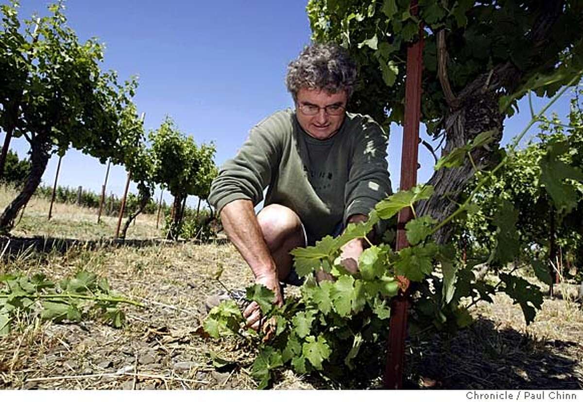 Livermore: More backyard vintners turning vines to wines