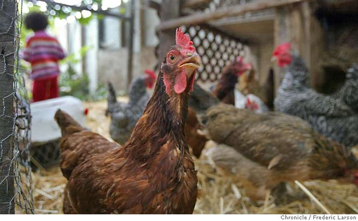 OAKLAND / Cries of foul on pet limit law / Few support effort to restrict number of animals owned