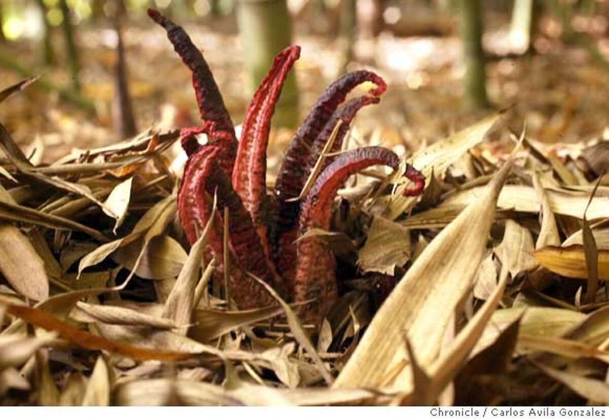 Aptos Rare Fungus Shows Up At Nursery Octopus Stinkhorn Grows In Rotting Wood In Australia Aptos Rare Fungus Shows Up At Nursery Octopus Stinkhorn Grows In Rotting Wood In Australia