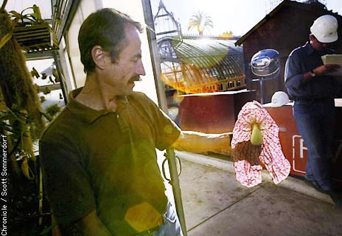 James E. Henrich - Curator of the Conservatory of Flowers holds the petals of the Aristolochia Gigantea (or Dutchman's Pipe). This is the plant that looks like a slab of meat hanging in a tree. It has a pungeant odor that attracts insects to be eaten. SF CHRONICLE PHOTO BY SCOTT SOMMERDORF