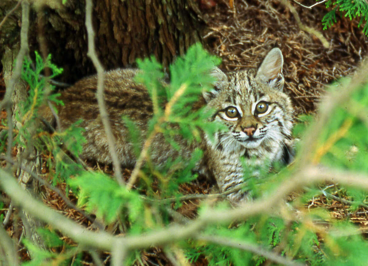 NY wants to bring bobcat hunting close to NYC