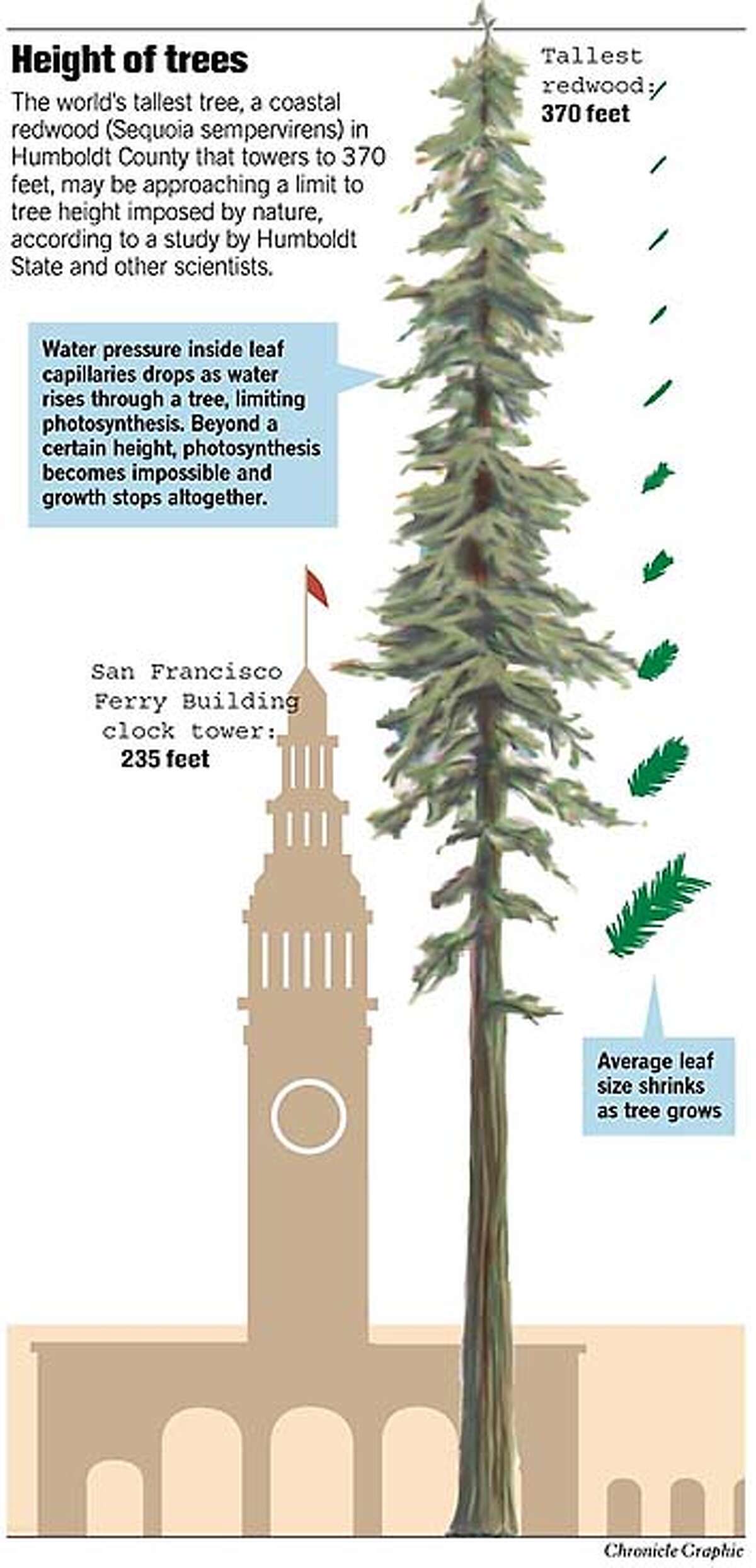 Height of Trees. Chronicle Graphic