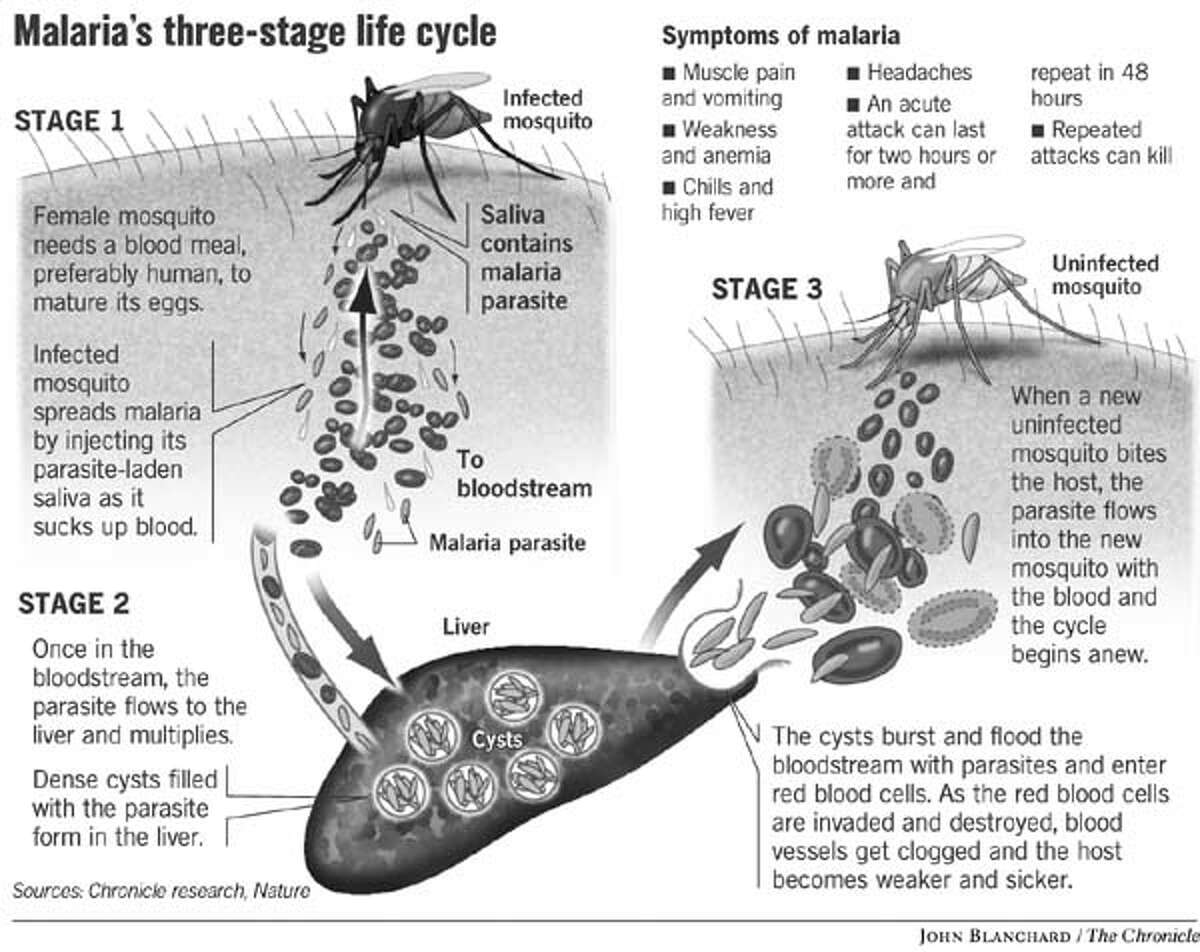 Findings could lead to malaria vaccine / International teams crack ...