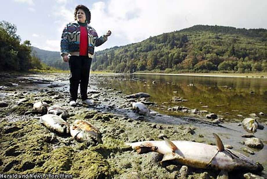 New clash on salmon dieoff / Fisheries advocates say regulators just