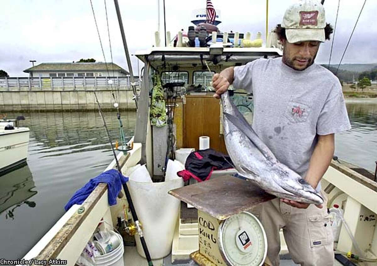 A 25-pound pristine albacore is for sale from fisherman Sam Sigue. Chronicle photo by Lacy Atkins