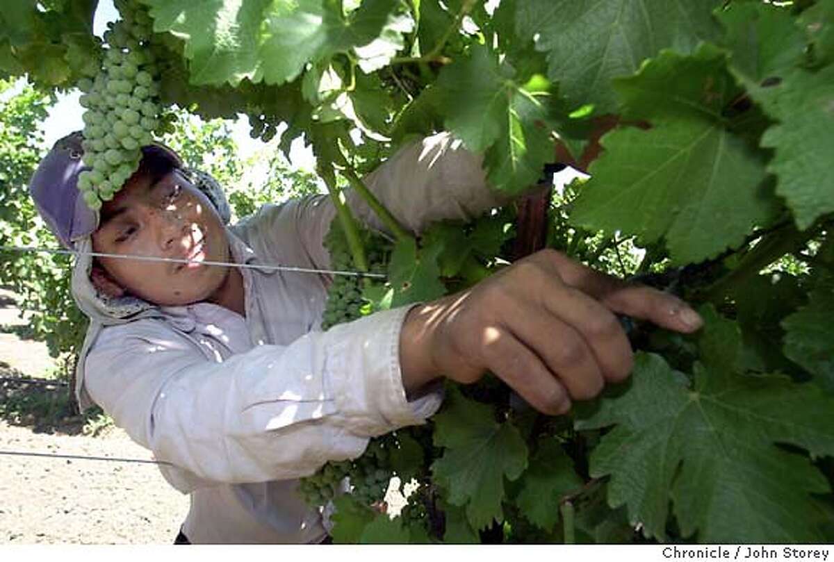 BOTTLE-C-24JUL02-MN-JRS-Workers thin Sauvignon Blanc grapes in Keegan Vineyard. Chronicle Photo by John Storey. The beauty of the vineyard at harvest doesn't slow down Ferrari-Carano winemaker Steve Domenichelli.