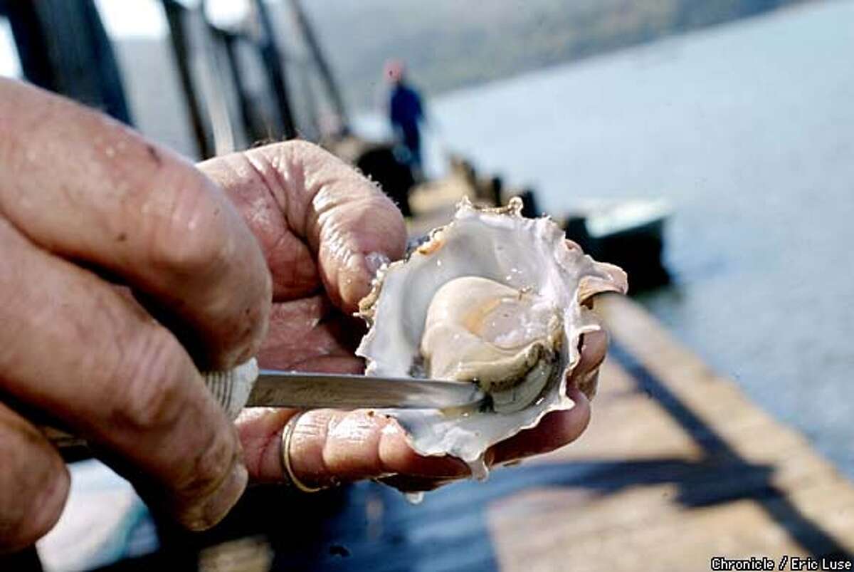 Their world is the oyster / Tomales Bay farmers brave the muck so you