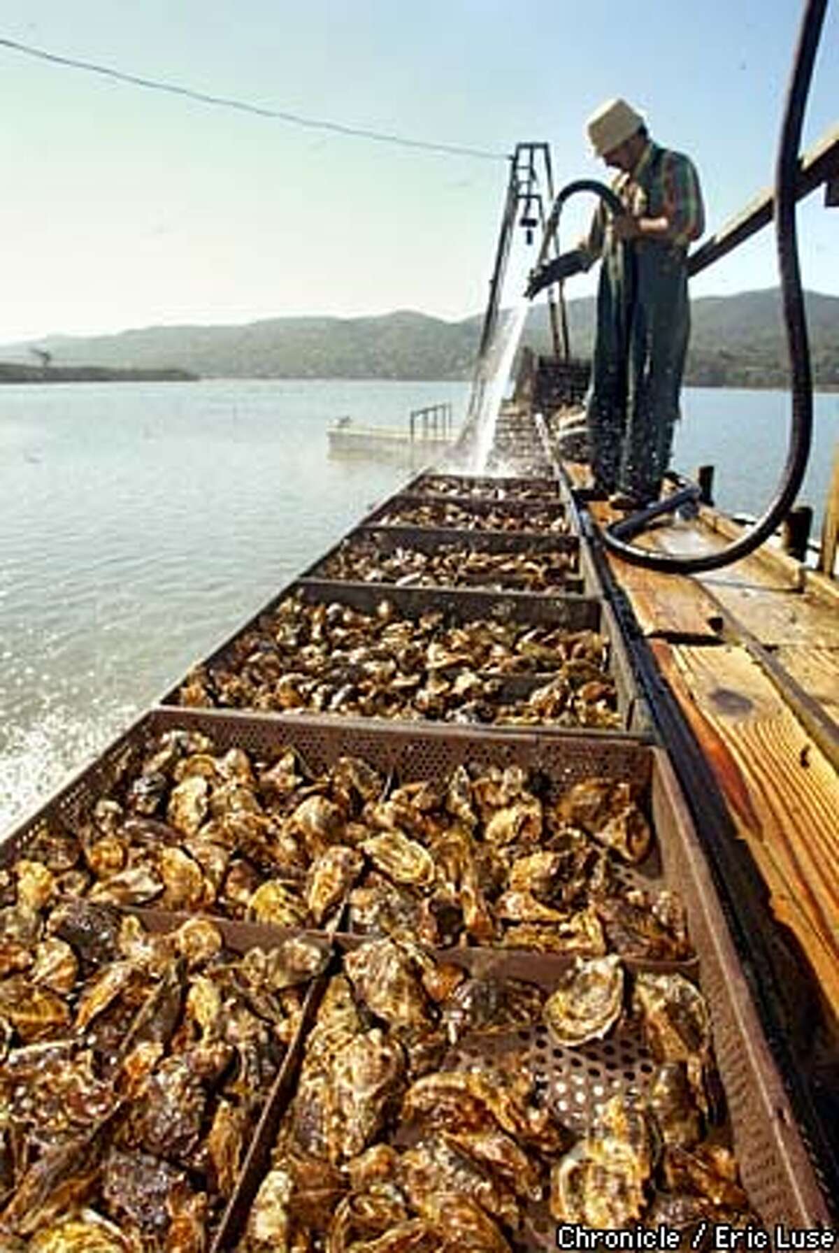 Their world is the oyster / Tomales Bay farmers brave the muck so you