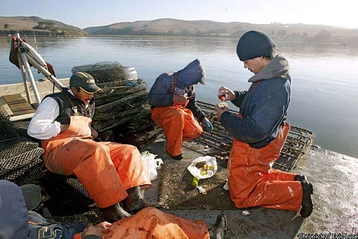 Their world is the oyster / Tomales Bay farmers brave the muck so you