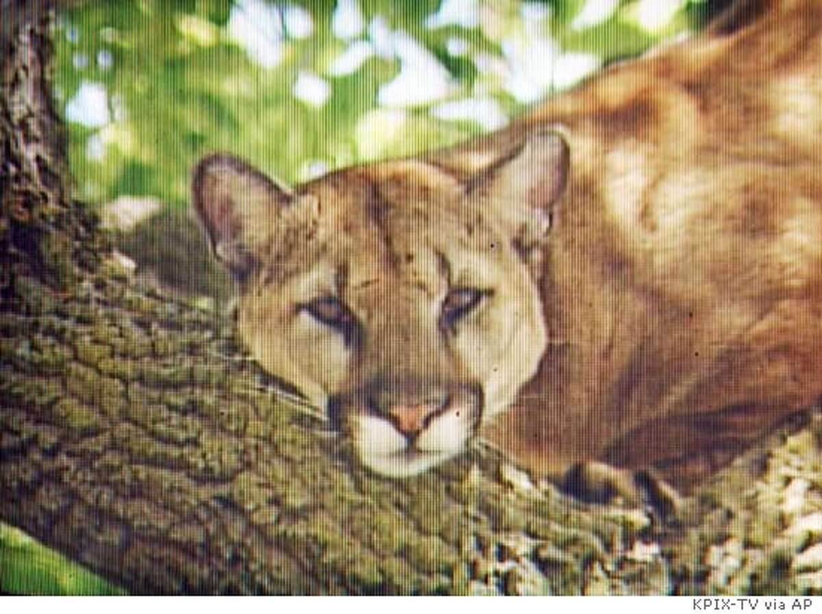 In this image from television, a mountain lion sits in a tree in a residential area of Palo Alto, Calif., Monday, May 17, 2004, just seconds before a Palo Alto police officer shot and killed the lion. An 11-year-old black Labrador named Kelsy caught scent of the big cat and bolted for it, chasing it up a tree until police arrived, according to the dog's owner, John Furrier. Police had been on the lookout for the lion after it was spotted earlier in the day. Officers who arrived to find it in the tree didn't have a tranquilizer gun, and the animal started to run off, so they decided to bring it down, said Capt. Torin Fischer. (AP Photo/CBS5/KPIX)
