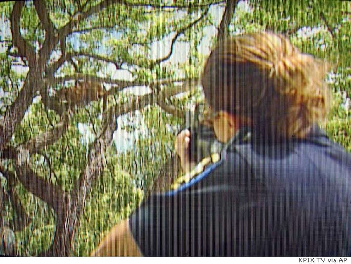 Smoke clears a weapon being used by a Palo Alto (Calif.) police officer to shoot a mountain lion sitting in a tree, at left, in a residential area of Palo Alto, in this image taken from television, Monday, May 17, 2004. A mountain lion that had prowled the streets of Palo Alto for hours was shot and killed Monday after a dog chased it up a tree. Officers who arrived to find the mountain lion in the tree didn't have a tranquilizer gun, and the animal started to run off, so they decided to bring it down, said a police spokesperson. (AP Photo/CBS5/KPIX, Bob Horn)