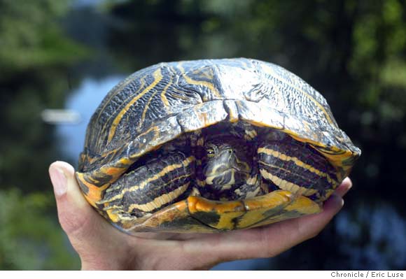 Turtles battle for Marin turf / Native western pond species is being ...