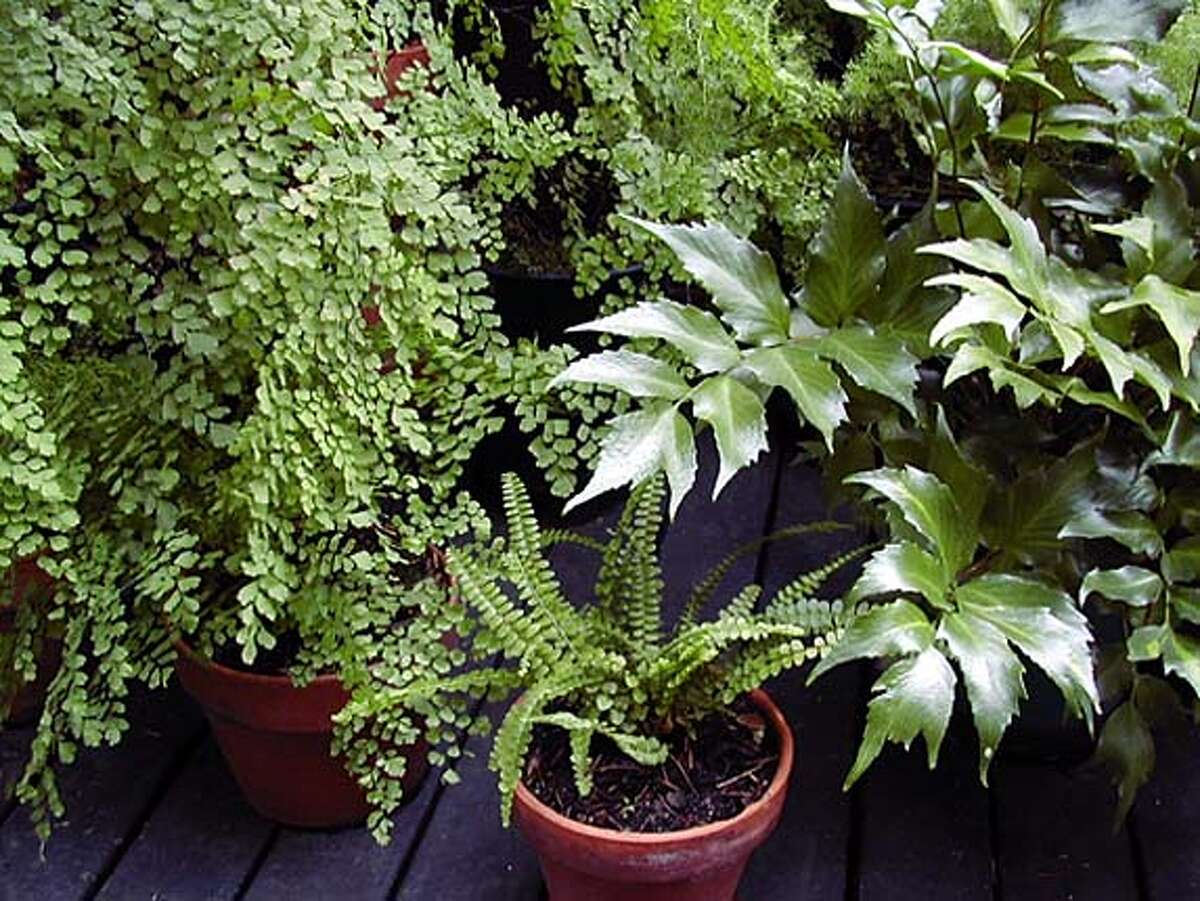 Maidenhair turns garden into soothing sea of green