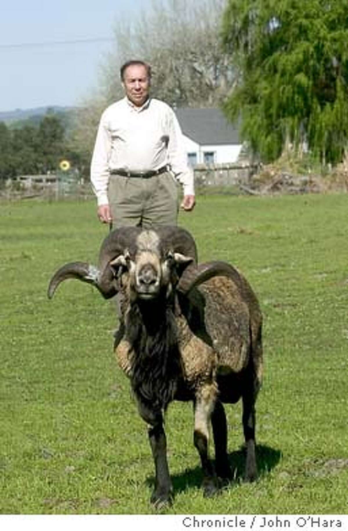 SONOMA COUNTY / Sheep story ends on happy note -- especially for sheep ...