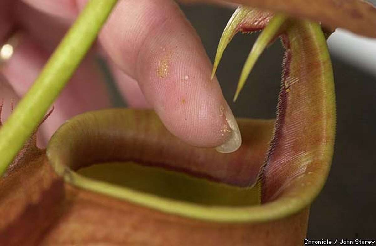 The Sebastopol nursery sells 120 kinds of carnivorous plants, including the fanged Nepenthes pitcher plant. Chronicle photo by John Storey