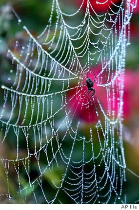 Use a straw to move a spider from its web