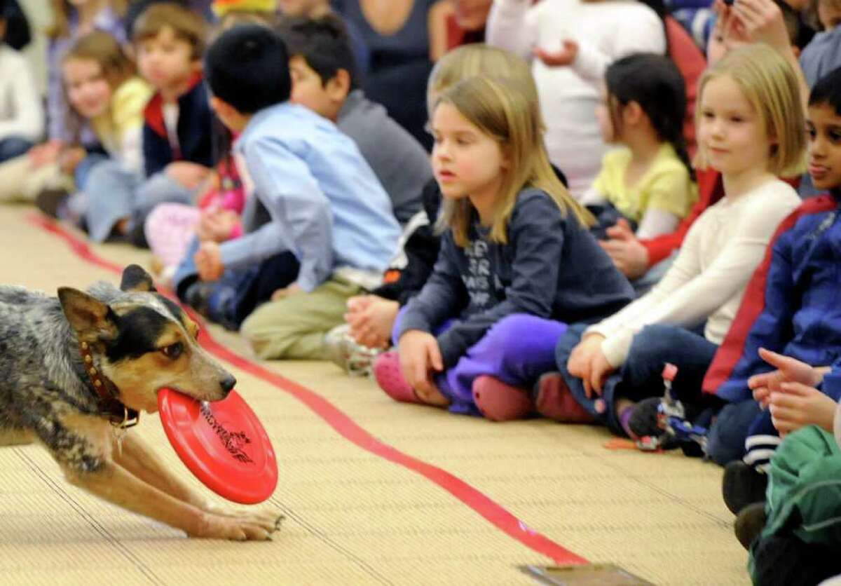 Marvelous mutts focus energy for rescue dogs