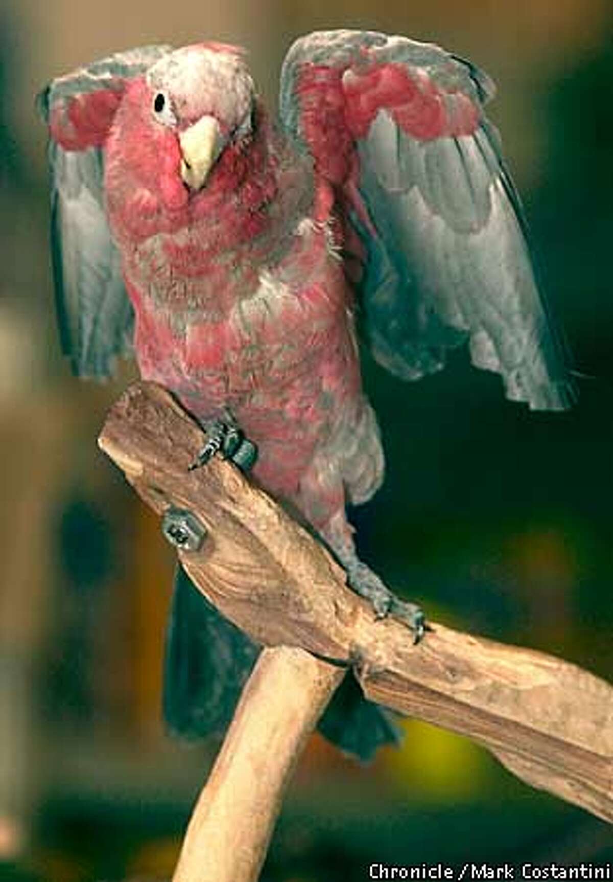 rose breasted cockatoo size