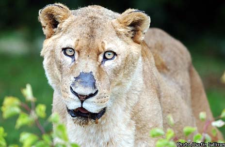 Oldest lion at S.F. Zoo euthanized at 22 / Growth on leg prevented walking