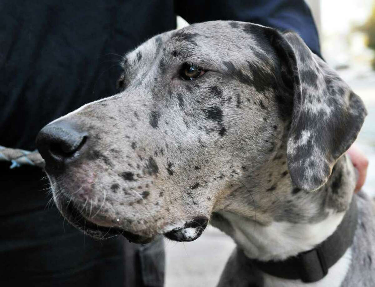 SPCA rescue offers Great Dane new life after terror