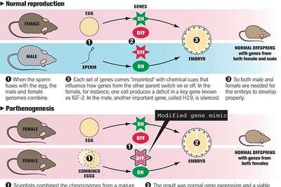 mice born in japan from female genes only