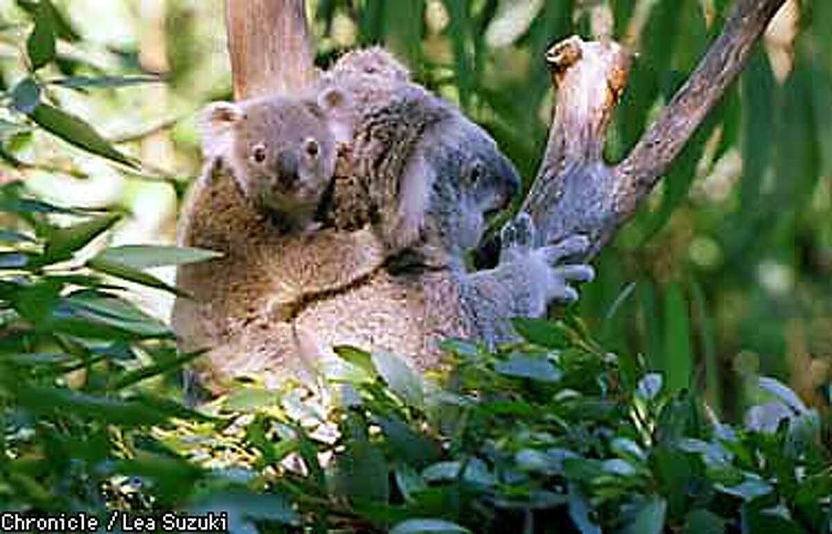 Leanne, a 4 year old koala, nestles into a eucalyptus tree in the koala yard with her latest offspring, a yet unnamed koala joey who was born 8 months ago on April 5. Photo By Lea Suzuki