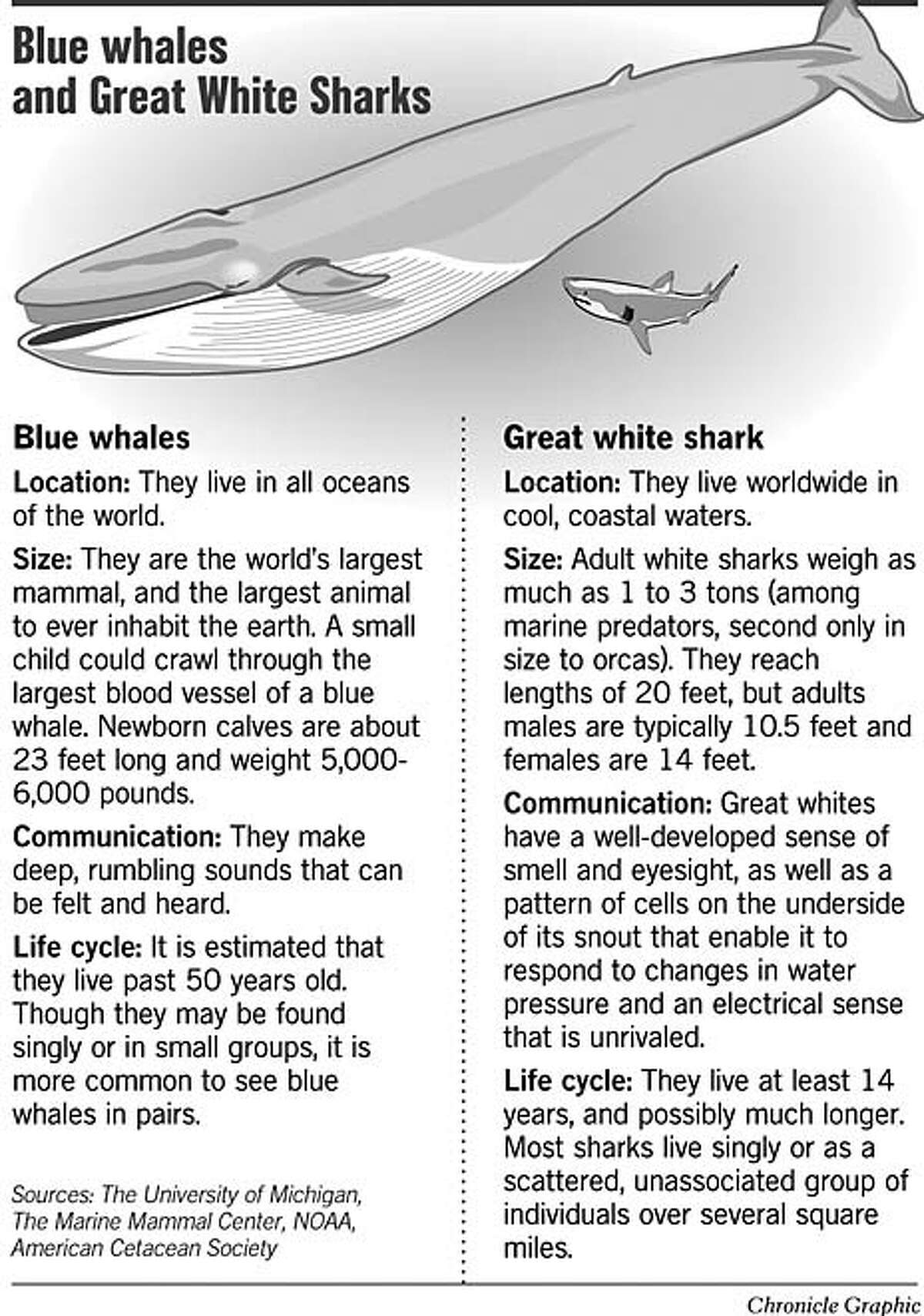 Blue Whales and Great White Sharks. Chronicle Graphic