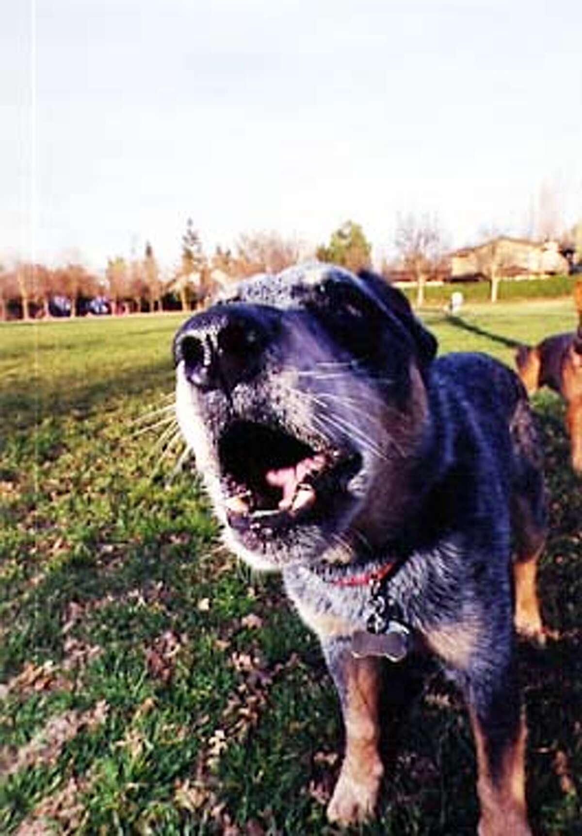 does a plott hound puppy bark loudly