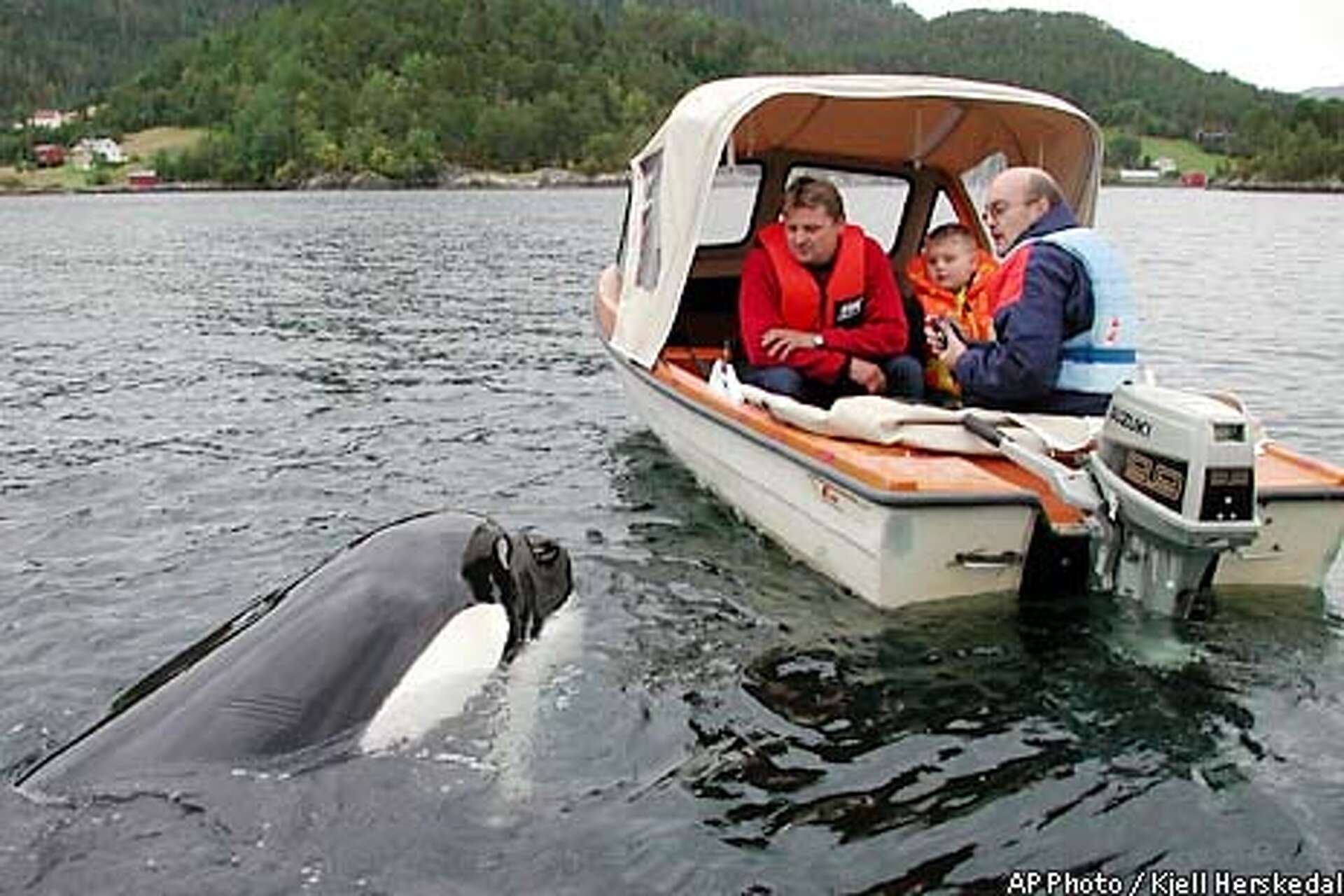 Miami aquarium's cry: Capture 'Willy' / Marine park says Keiko the
